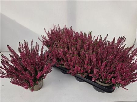 Pianta Calluna Vulgaris Garden Girls Franca