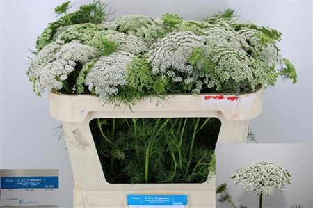 Ammi Vis Casablanca