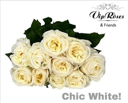 Rosa Garden Chic White!