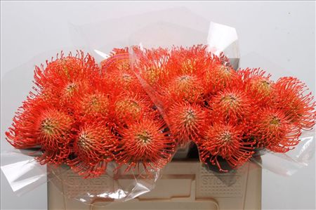 Nutans Succession
