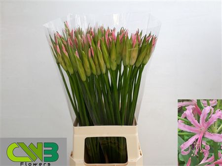 Nerine Bowdenii Stefanie