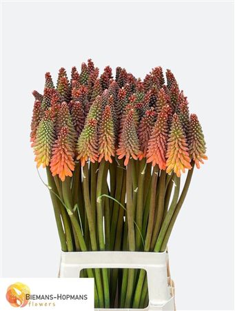 Kniphofia Alcazar