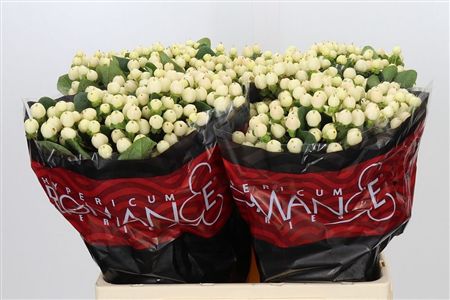 Hypericum Cool Romance