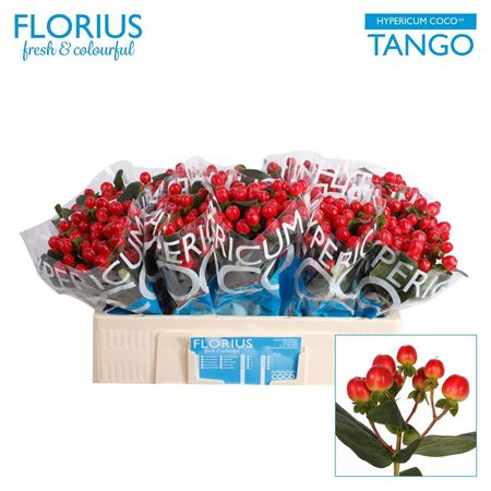 Hypericum Coco Tango