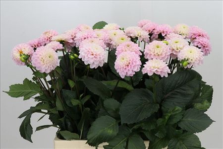 Dahlia Wizard Of Oz