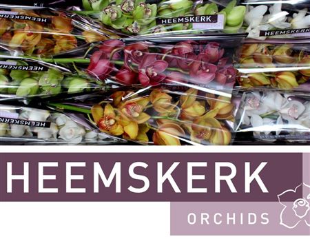 Cymbidium Mix Heemskerk