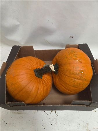 Cucurbita Maxima Halloween