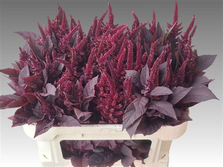 Amaranthus Cruen Velvet