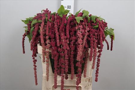 Amaranthus Caudatus Rosary