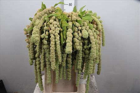 Amaranthus Caudatus Cycloop