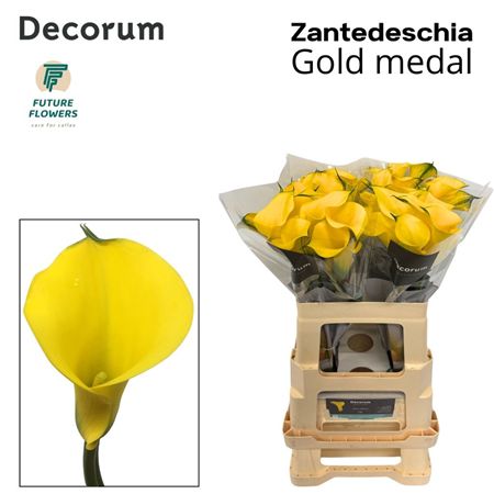 Zantedeschia Gold Medal