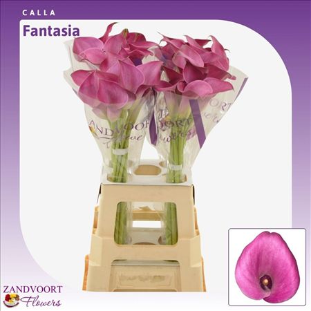 Zantedeschia Fantasia