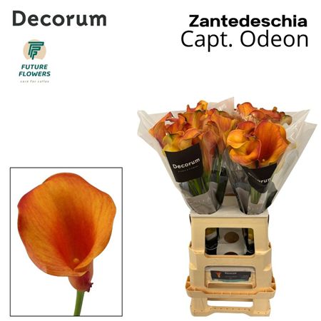 Zantedeschia Captain Odeon