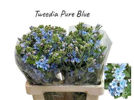 Oxypetalum Tanioka Pure Blue