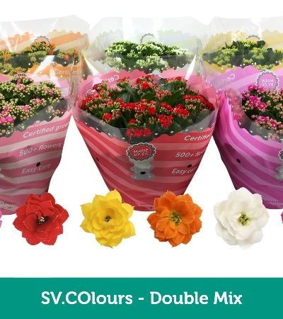 Pianta Kalanchoe Gevuld Mix 5 Kl.