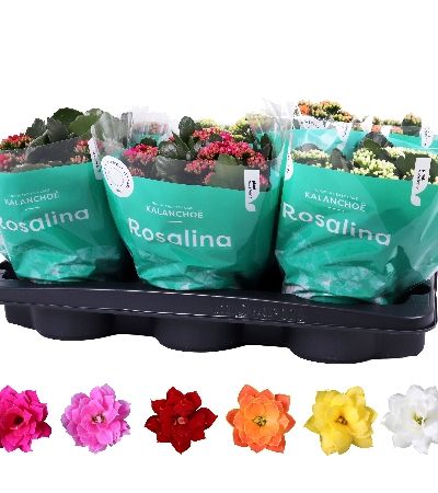 Pianta Kalanchoe Rosalina Mix