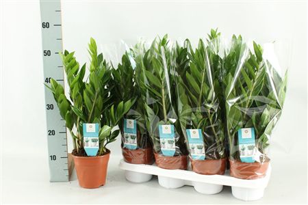 Pianta Zamioculcas Zamiifolia