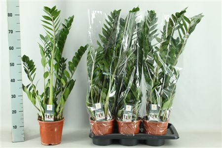 Pianta Zamioculcas Zamiifolia