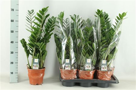Pianta Zamioculcas Zamiifolia