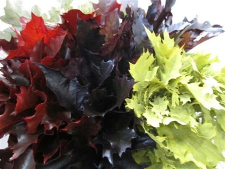 Quercus Rubra Mix Herfst