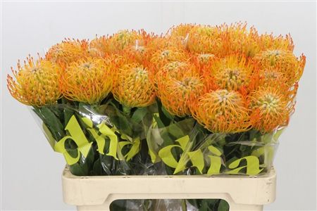 Nutans Ayoba Sun