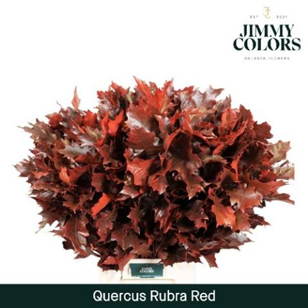 Quercus (eik) Paint Red