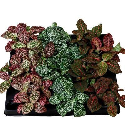 Pianta Fittonia Mix