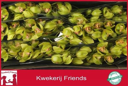Cymbidium Green Melissa Kwekerij