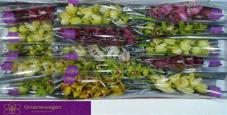 Minicymbidium Mix