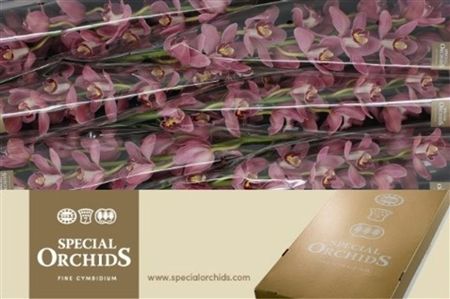 Cymbidium Pink Lipstick Special Orchids