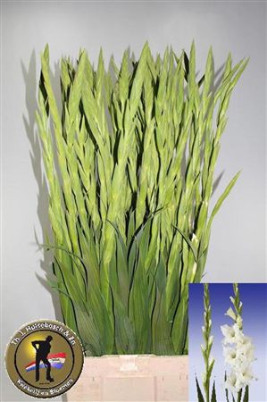 Gladiolus La Serena