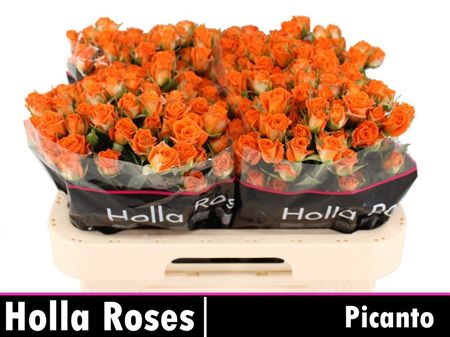 Rosa Spray Picanto