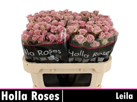 Rosa Spray Leila