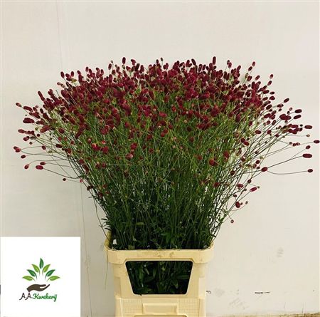 Sanguisorba Arnhem