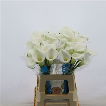 Zantedeschia Captain Cortina