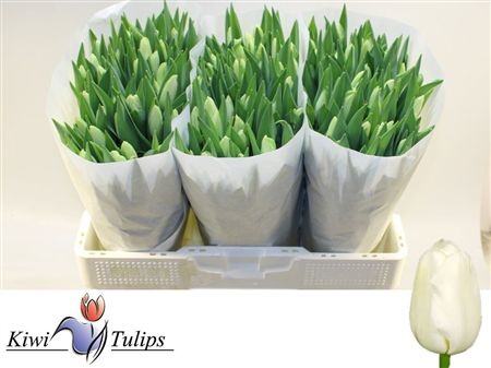 Tulipa Si Snowboard