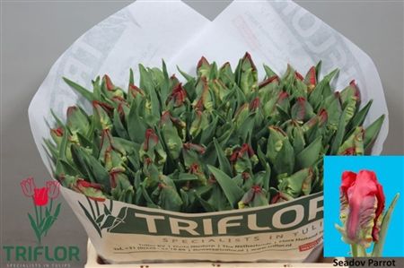 Tulipa Pa Seadov Parrot
