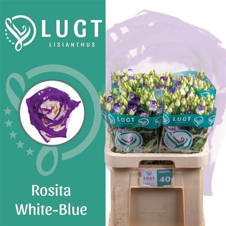 Lisianthus Do Rosita Blue Picotee