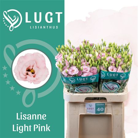Lisianthus Do Lisanne Light Pink