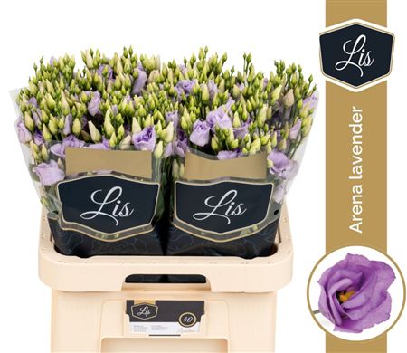 Lisianthus Do Arena Lavender