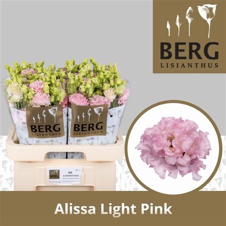 Lisianthus Do Alissa Light Pink
