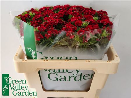 Dianthus Br Sweet Will Red
