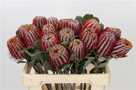 Banksia Coccinea