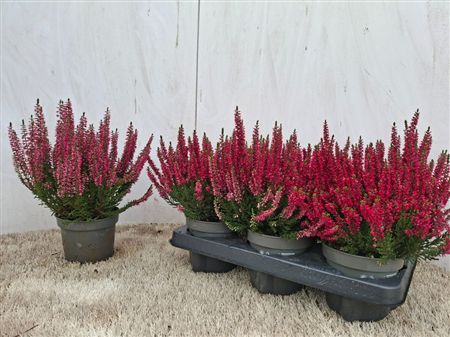.calluna Vulgaris Beauty-ladies Sel