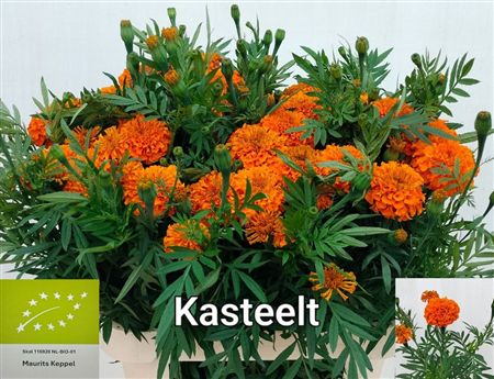 Tagetes Coco Deep Orange