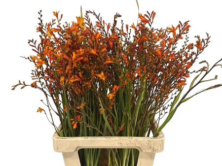 Crocosmia Lucifer