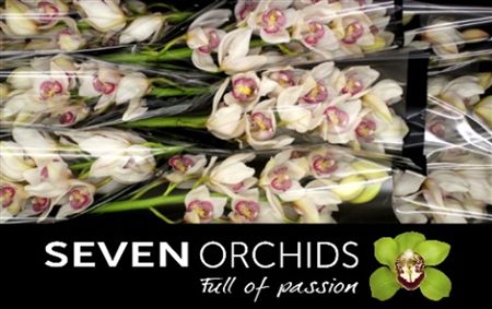 Cymbidium White Time Out Seven Orchids