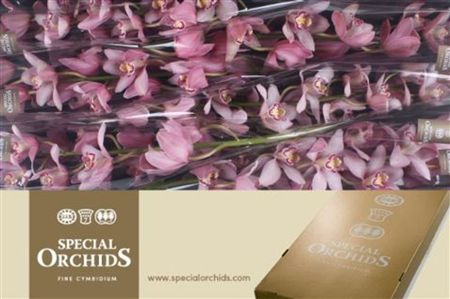 Cymbidium Pink Cocktail Special Orchids