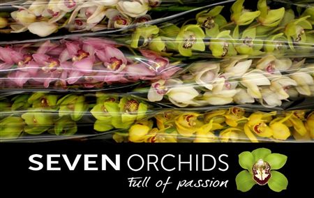 Cymbidium Mix Seven Orchids