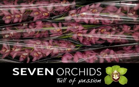 Cymbidium Pink Louise Seven Orchids